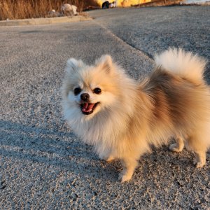강아지 실종 포메라니언 경상북도 영천시