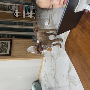 강아지를 찾습니다 강아지 전단지