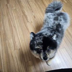 강아지 실종 포메라니언 부산광역시 연제구