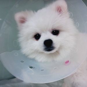 강아지 실종 포메라니언 충청남도 태안군