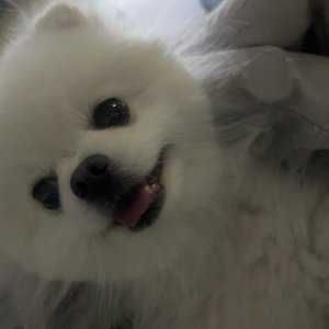 강아지를 찾습니다 강아지 전단지