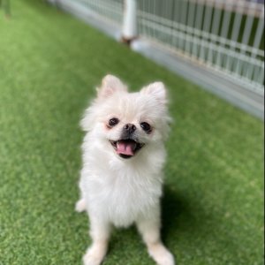 강아지를 찾습니다 강아지 전단지