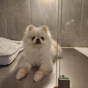 강아지 실종 포메라니언 충청북도 음성군