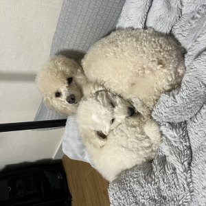 강아지를 찾습니다 강아지 전단지