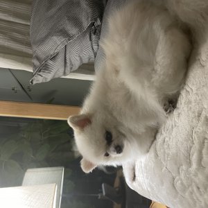강아지 실종 포메라니언 충청남도 논산시