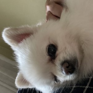 강아지를 찾습니다 강아지 전단지
