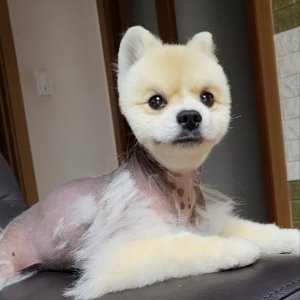 강아지 실종 포메라니언 경기도 화성시