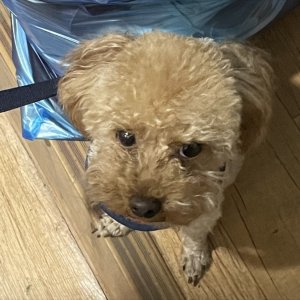 강아지를 찾습니다 강아지 전단지