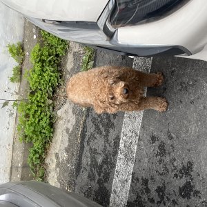 강아지 주인을 찾습니다 강아지 전단지