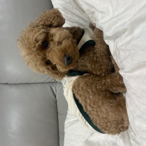 강아지를 찾습니다 강아지 전단지