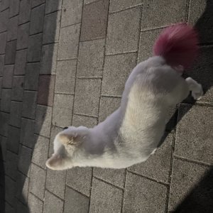 강아지 주인을 찾습니다 강아지 전단지