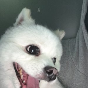 강아지 목격 포메라니언 강원도 원주시