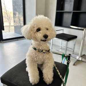 강아지를 찾습니다 강아지 전단지
