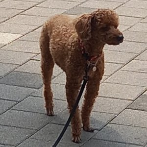 강아지를 찾습니다 강아지 전단지