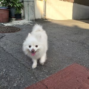 강아지 목격 포메라니언 인천광역시 미추홀구