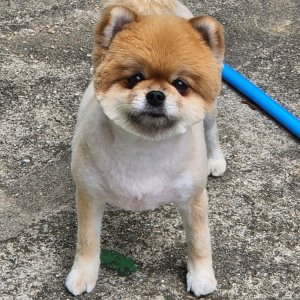 강아지 실종 포메라니언 전라남도 목포시