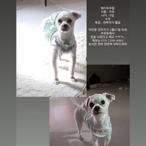 강아지를 찾습니다 강아지 전단지