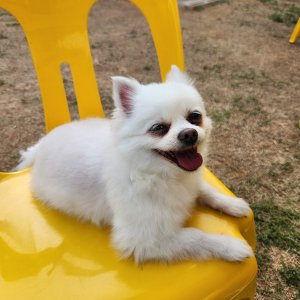 강아지 실종 포메라니언 인천광역시 부평구