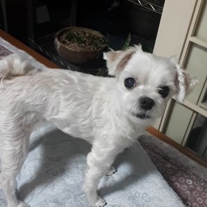 강아지를 찾습니다 강아지 전단지