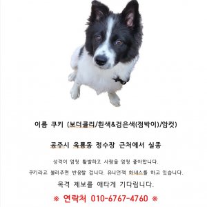 강아지를 찾습니다 강아지 전단지