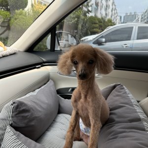 강아지를 찾습니다 강아지 전단지