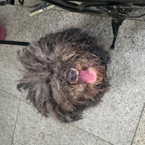 강아지 주인을 찾습니다 강아지 전단지