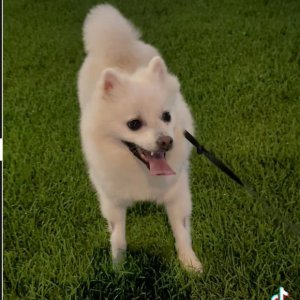 강아지 실종 포메라니언 서울특별시 종로구