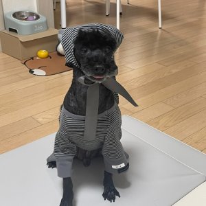 강아지를 찾습니다 강아지 전단지