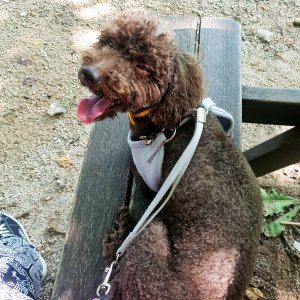 강아지를 찾습니다 강아지 전단지