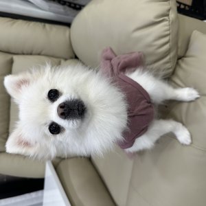 강아지를 찾습니다 강아지 전단지