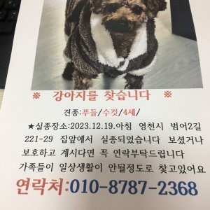 강아지를 찾습니다 강아지 전단지