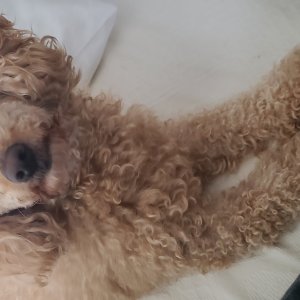 강아지를 찾습니다 강아지 전단지