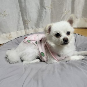 강아지를 찾습니다 강아지 전단지