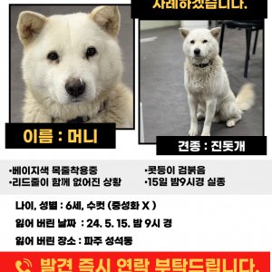 강아지를 찾습니다 강아지 전단지