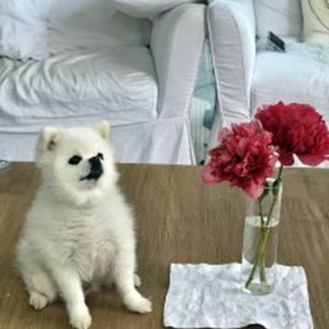 강아지 실종 포메라니언 경기도 안성시