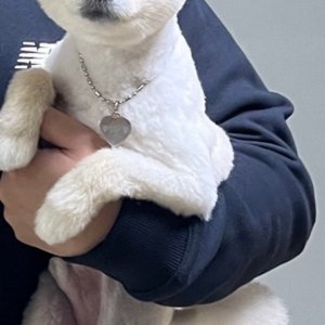 강아지 실종 포메라니언 대구광역시 서구