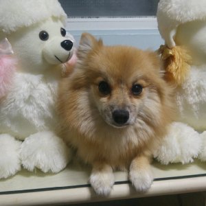 강아지 실종 포메라니언 서울특별시 양천구