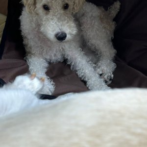 강아지 실종 폭스테리어 서울특별시 동대문구