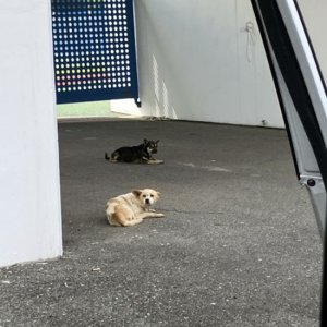 강아지 목격 믹스견 충청남도 보령시