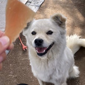 강아지 실종 믹스견 충청북도 음성군