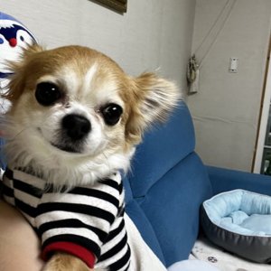 강아지 실종 치와와 인천광역시 서구