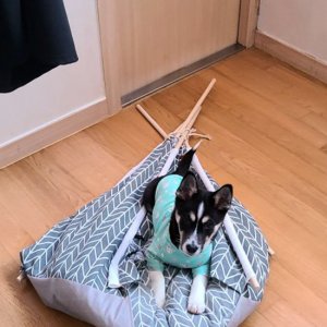강아지 실종 믹스견 전라북도 전주시 덕진구