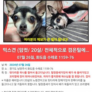강아지 실종 믹스견 경기도 남양주시