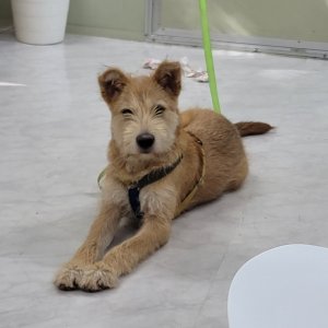 강아지 구조 폭스테리어 대구광역시 달성군