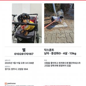 강아지 실종 닥스훈트 경기도 양주시