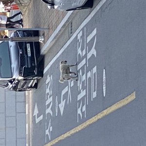 강아지 주인을 찾습니다 강아지 전단지