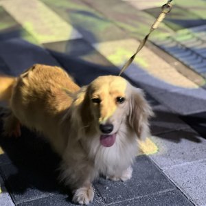 강아지 실종 닥스훈트 경기도 수원시 팔달구