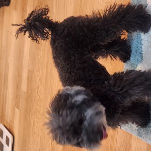 강아지 실종 푸들 경기도 의정부시