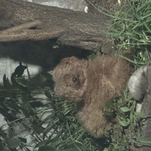 강아지 주인을 찾습니다 강아지 전단지