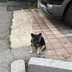 강아지 목격 기타견종 경기도 안성시